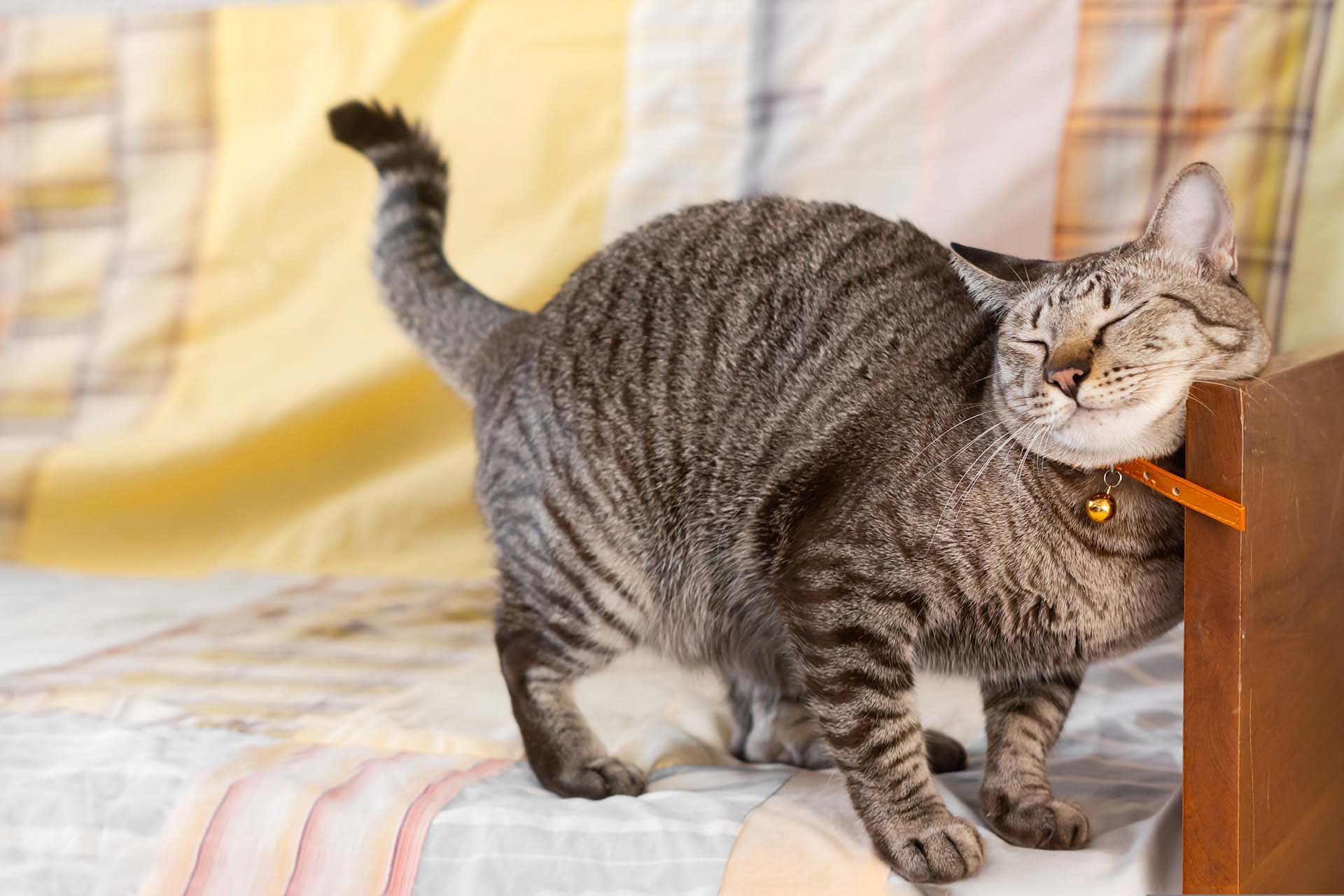 De ce se freacă pisicile cu bărbia de obiectele din jur?