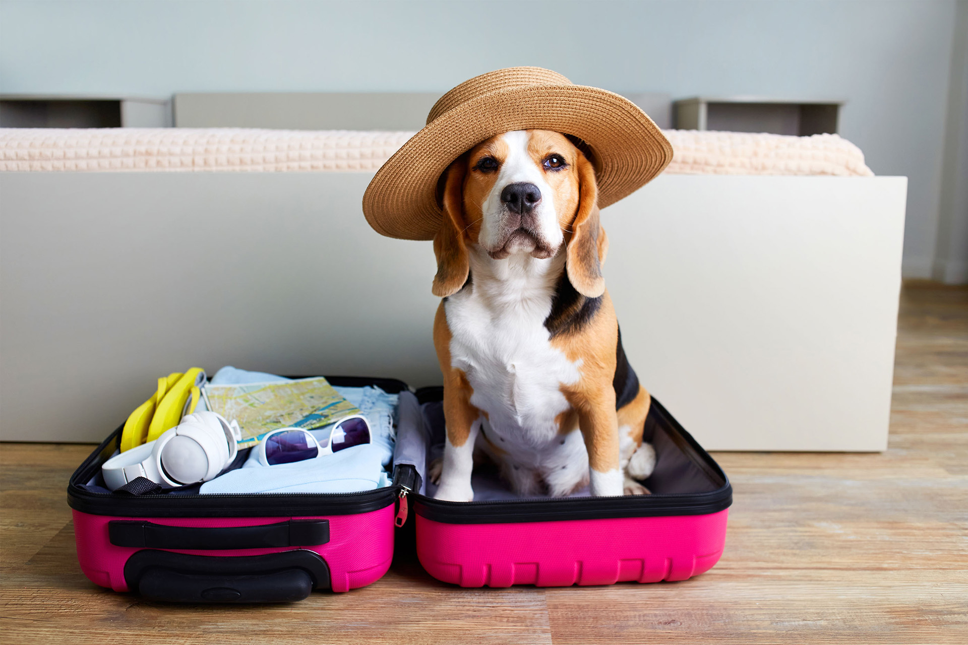 Sfaturi pentru o vacanță reușită alături de animalul de companie